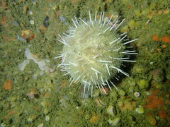 Echinus gilchristi