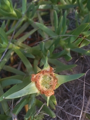 Carpobrotus edulis edulis