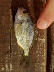 Rhabdosargus holubi
