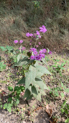 Vernonia baldwinii