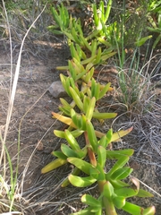 Carpobrotus edulis edulis