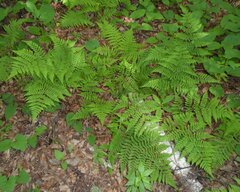 Dryopteris campyloptera