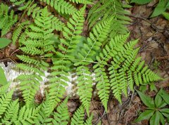 Dryopteris campyloptera