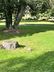 Sciurus carolinensis