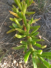 Carpobrotus edulis edulis