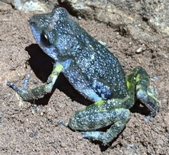 Eleutherodactylus