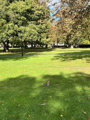 Sciurus carolinensis