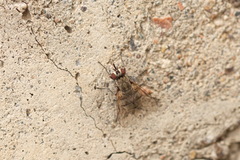 Muscidae