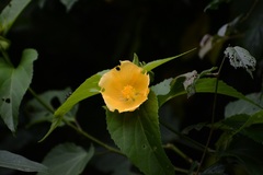 Dendrosida sharpiana