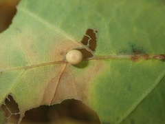 Neuroterus anthracinus