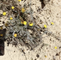 Leysera gnaphalodes