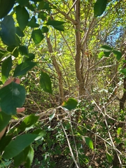 Fraxinus pennsylvanica
