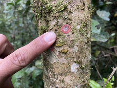 Herpothallon