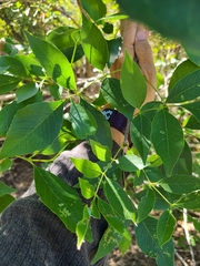 Fraxinus pennsylvanica