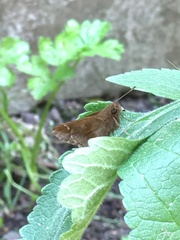 Cymaenes odilia
