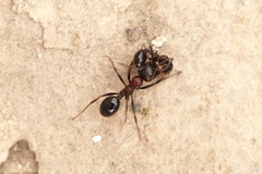 Messor denticulatus