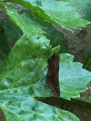 Cymaenes odilia