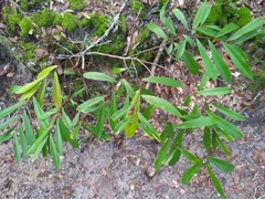 Asimina angustifolia