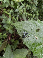 Ichneumonidae