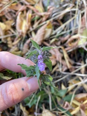 Stachys palustris