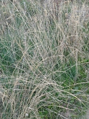 Agrostis castellana