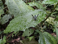 Ichneumonidae