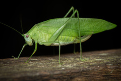 Anaulacomerina
