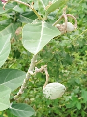 Calotropis gigantea