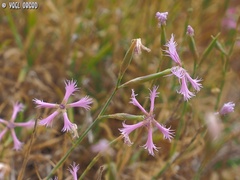 Dianthus pendulus