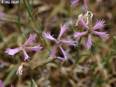 Dianthus pendulus