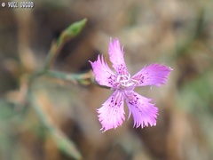 Dianthus pendulus