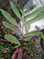 Asimina angustifolia