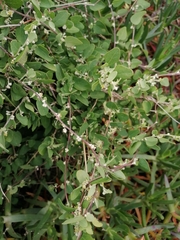 Cissampelos capensis