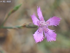 Dianthus pendulus