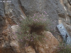 Dianthus pendulus
