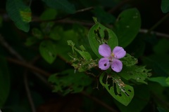 Heterocentron muricatum