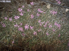 Dianthus pendulus