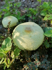Leucocoprinus cepistipes