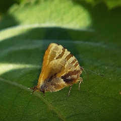 Arawacus ellida