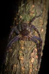 Heteropoda lunula