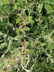 Cissampelos capensis