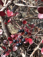 Vaccinium arboreum