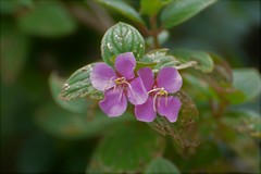 Heterocentron muricatum