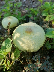 Leucocoprinus cepistipes