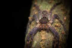 Heteropoda lunula