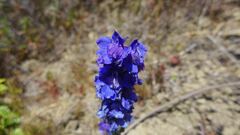 Delphinium decorum
