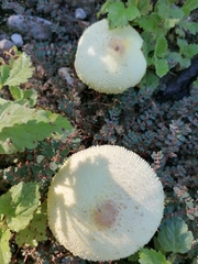 Leucocoprinus cepistipes