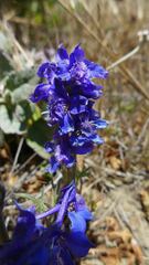 Delphinium decorum