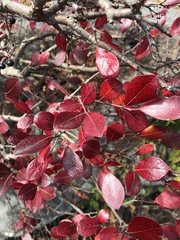 Vaccinium arboreum