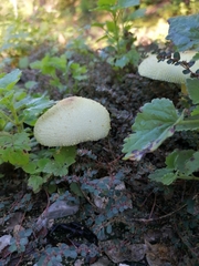 Leucocoprinus cepistipes